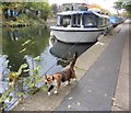 TQ3583 : Cat on the towpath by Marathon