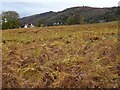 SO7744 : Bracken in autumn by Philip Halling