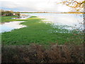 TL4279 : Partially flooded at Sutton Gault - The Ouse Washes by Richard Humphrey