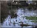 TL4381 : Swans on the old causeway at Mepal - The Ouse Washes by Richard Humphrey