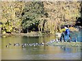 NZ2561 : Feeding the ducks by Robert Graham