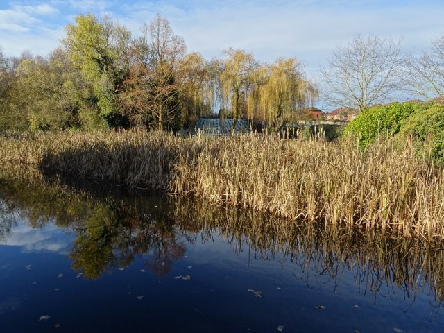 Reeds beside the canal