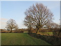 TQ4143 : Footpath in a field, near Dormansland by Malc McDonald