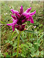 SU4827 : Stachys officinalis (betony) on St Catherine's Hill, Winchester by Phil Champion