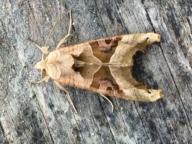 Angle Shades Moth (Phlogophora meticulosa)