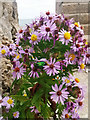 SY9776 : Sea aster (Tripolium pannonicum) by Phil Champion