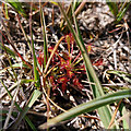 SZ0283 : Drosera intermedia (oblong-leaved sundew) on Godlingston Heath by Phil Champion