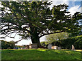 SZ0382 : Yew tree in the churchyard - St Nicholas' Church, Studland by Phil Champion