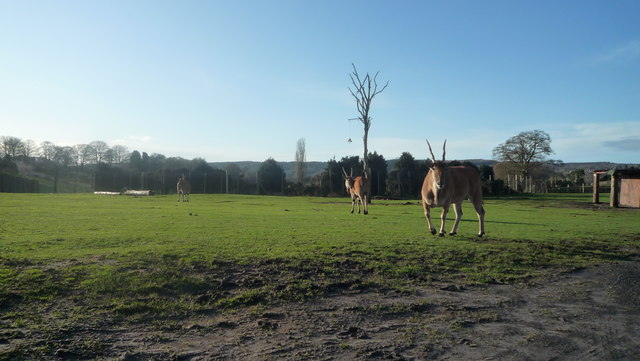 Animals at West Midland Safari Park