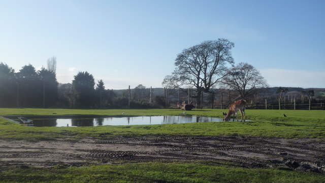 Animals at West Midland Safari Park