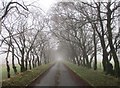 NS6728 : Tree-lined entrance to Burnfoot by Alan O'Dowd