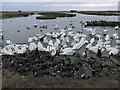 NY0565 : On Folly pond, Caerlaverock Wetland Centre by Christine Johnstone