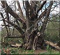 SU9717 : Tree near Burton Mill Pond, West Sussex by Ian Hawfinch