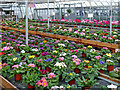 SO8296 : Primrose hybrids in Lealans Garden Centre near Seisdon, Staffordshire by Roger  D Kidd