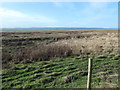 SJ3074 : Salt marsh at Denhall, on the Dee estuary by Christine Johnstone