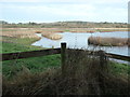 SJ3073 : Reeds at Centenary Pool, RSPB Burton Mere Wetlands by Christine Johnstone