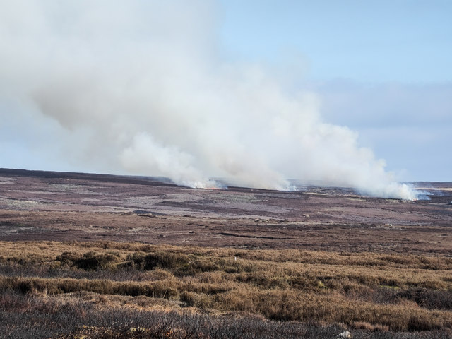 Stages of grouse moor management