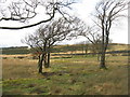 NS9870 : Rough grassland in the Bathgate Hills by M J Richardson