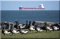 J5182 : Brent Geese, Bangor by Rossographer