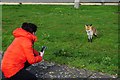 TQ4379 : Urban fox at Gallions Point by Ian S