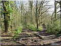 TQ5638 : Muddy paths near Tunbridge Wells by Malc McDonald