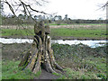 SJ8639 : Trentham Gardens: kingfisher sculpture by Stephen Craven