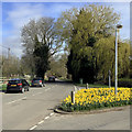 TL4346 : Thriplow: daffodils at the corner of Middle Street by John Sutton