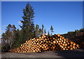 NH4937 : Timber stacks, Boblainy Forest by Craig Wallace