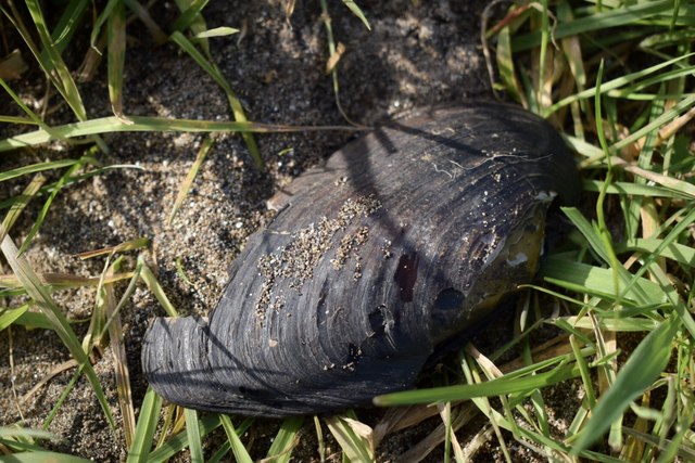 Freshwater pearl mussel shell, Mullaghmore