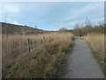 SE4527 : Looking east on the Riverbank trail, RSPB Fairburn Ings by Christine Johnstone