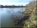 TQ5156 : The West Lake at Sevenoaks Wildlife Reserve by Marathon