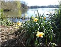 TQ5156 : Daffodils at Sevenoaks Wildlife Reserve by Marathon