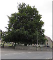 SO0451 : Dominant tree in a corner of St Mary's churchyard, Builth Wells by Jaggery