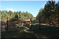 TL7489 : Deer fence in Thetford Forest by Hugh Venables