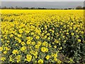 TF3701 : A field of oilseed rape near Goosetree Farm by Richard Humphrey