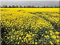 TF3701 : Oilseed rape crop near Goosetree Farm on the A605 by Richard Humphrey