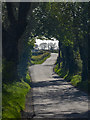 J5574 : Trees at the Crossnamuckley Road by Rossographer