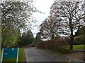 SX9291 : Spring leaves and blossom, entrance to County Hall, Exeter from Matford Lane by David Smith