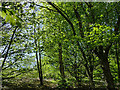 SE2235 : Beech trees in Coal Hill woods by Stephen Craven