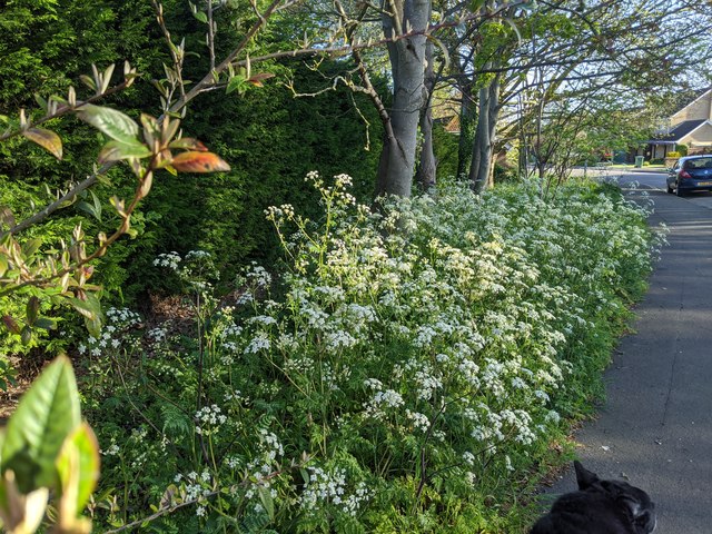 Cow parsley in Beech Avenue