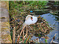 SD7908 : Swan nesting next to the towpath near Rothwell Bridge by David Dixon