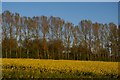 TM3965 : Poplars lining the railway, east of Kelsale by Christopher Hilton