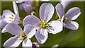 J5080 : Cuckoo Flower, Bangor by Rossographer