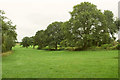 SO6288 : Trees by bridleway to Neenton by Derek Harper