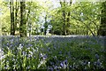 ST1236 : Bluebell wood by Marika Reinholds