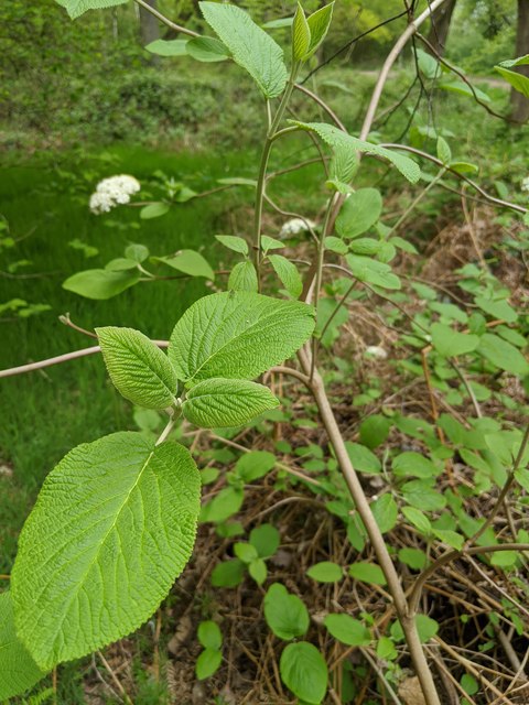 Shrub leaves