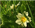 SX9065 : Primroses on the lawn, Torre by Derek Harper