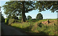 SO5377 : Roadside trees near Middleton Chapel by Derek Harper