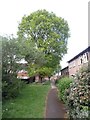 SP8700 : Trees in Westrick Walk, Prestwood by Christina Hillas