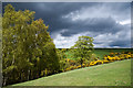 NZ0739 : Trees in new leaf, with gorse bushes by Trevor Littlewood